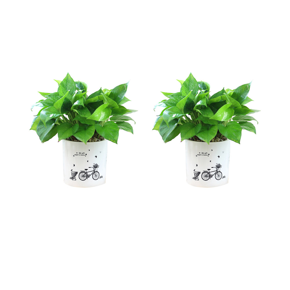 Food Storage Plant - 2PCS Self Watering Flowerpot Durable Plastic