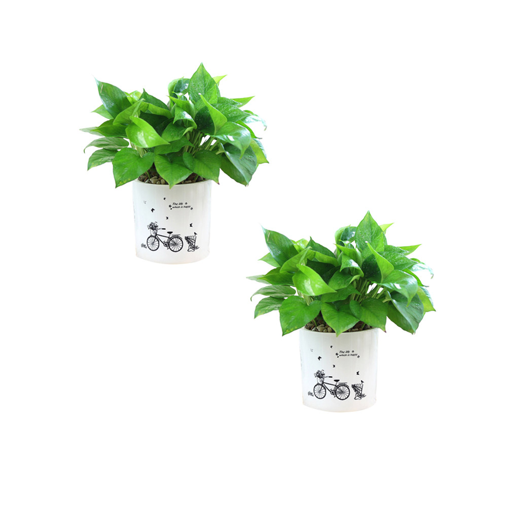 2PCS Self Watering Flowerpot D - Food Storage Plant incelemesi ve fiyatı